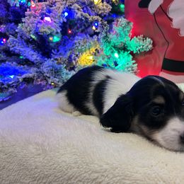 Oreo - Dachshund puppy from DoxiRose
