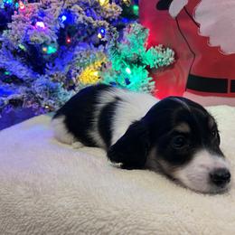 Oreo - Dachshund puppy from DoxiRose