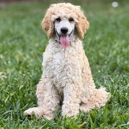 Anwen - Cream female Poodle puppy in La Belle, Florida from Shieldwall Kennels