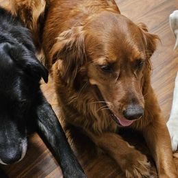 Golden Retrievers from Kingsbourgh Retrievers
