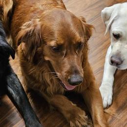 Golden Retrievers from Kingsbourgh Retrievers