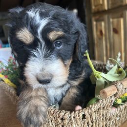 Whoodle Maggie is 6 weeks old - Black female Whoodle puppy in Crawford, Colorado from Saddle Mountain Doodles