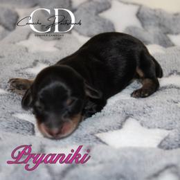 Pryaniki - Black and cream female Dachshund puppy in Huntington, Texas from Camacho_Dachshunds