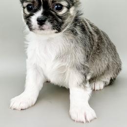 Mr. Fancy - Black sabled fawn male Chihuahua puppy in Westport, New York from Chantilly chihuahuas