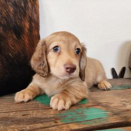 Cody - Cream male Dachshund puppy in Lindsay, California from Lewis Creek's Dachshunds