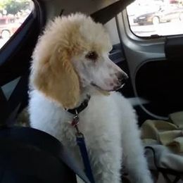 Chihuahua and Poodle Puppies from October Glory Standard Poodles