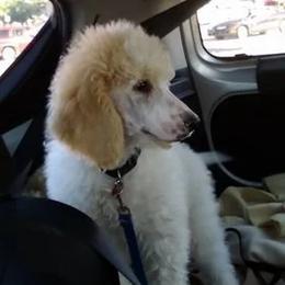 Chihuahua and Poodle Puppies from October Glory Standard Poodles
