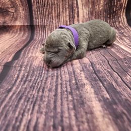 Purple collar - Gray female Cane Corso puppy in Fritch, Texas from Carrie Brown's Cane Corsos