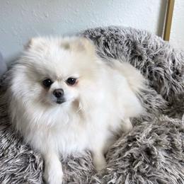 Marshi - Pomeranian