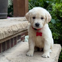 Benji - Light golden male Golden Retriever puppy in Wolcott, Indiana from Sunnyside Meadows Goldens