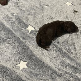 Boy 5 - male Chesapeake Bay Retriever puppy in Howardwick, Texas from Yellow Town Chesapeake’s