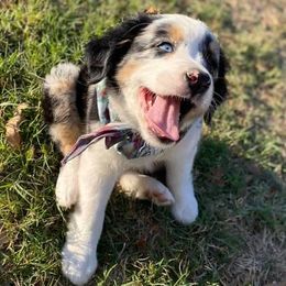 Miniature Australian Shepherds and Toy Australian Shepherds from Prickly Pear Pups