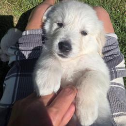 Baby Boy Red - Light golden male Golden Retriever puppy in Clarksville, Tennessee from 255 Goldens