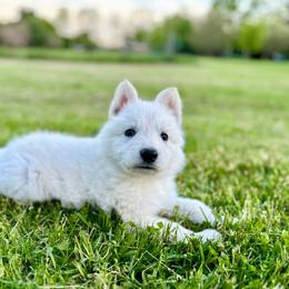 Joker - White male Berger Blanc Suisse puppy in West Alexandri, Ohio from Twisted Acres