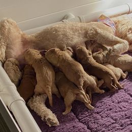 Goldendoodle Puppies from Honeysuckle Creek GoldenDoodles