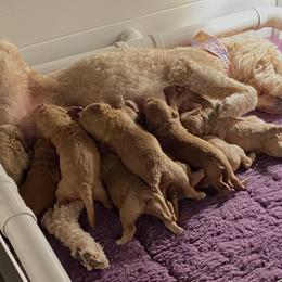 Goldendoodle Puppies from Honeysuckle Creek GoldenDoodles