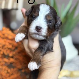 Dopey - Tri-color male Bernedoodle puppy in Peoria, Arizona from Grand Canyon Bernedoodles
