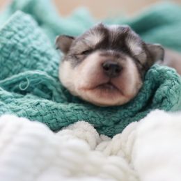 Siberian Husky Puppies from Hill Top Huskies