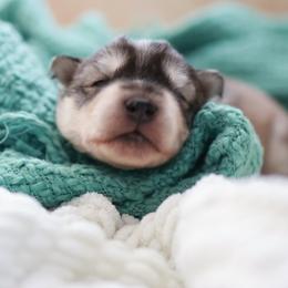Siberian Husky Puppies from Hill Top Huskies