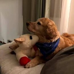 Golden Retrievers from Vonnie Dougherty