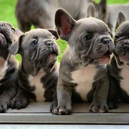 French Bulldogs from Boujee Butt Frenchies