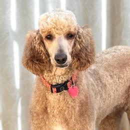 Mayzee - Poodle