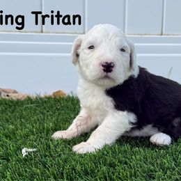KING TRITAN - Gray and white male Old English Sheepdog puppy in Blackfoot, Idaho from What the Fluff Old English Sheepdog