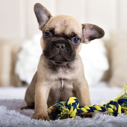 Handsome - Fawn male French Bulldog puppy in Orlando, Florida from Destiny Chihuahuas