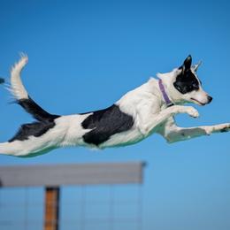 Snap - Border Collie