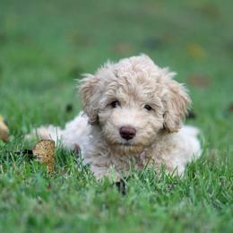 Apollo - Cream male Aussiedoodle puppy in Colonial Beach, Virginia from Bristol Mine Kennels