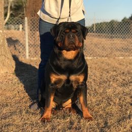 Capo - Rottweiler