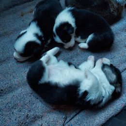 Pembroke Welsh Corgi Puppies from Gary's Pembroke Welsh Corgis