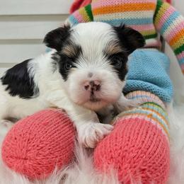 Athos - Parti male Yorkshire Terrier puppy in Austin, Texas from Rhine Valley Yorkies