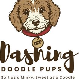 Boy 3 - male Goldendoodle puppy in St. George, Utah from Dashing Doodle Pups