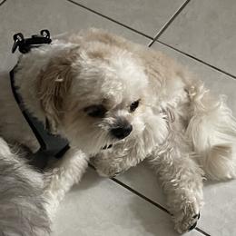 Martin - Shih Tzu