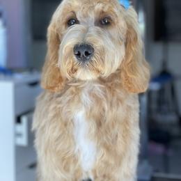Posey - Goldendoodle