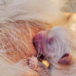 Golden Retriever Puppies from Iron Rose Retrievers