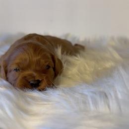 Little Poppy - Red female Cavapoo puppy in Knoxville, Tennessee from Dukes Forever Doodles