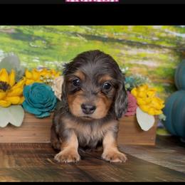 Trickster - Dapple male Dachshund puppy in Floresville, Texas from Muddy River Dachshunds