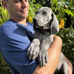 "Rose 2023" Weimaraner Puppies from Lockehaven Weimaraners