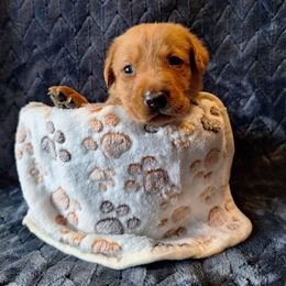 Dean - Yellow male Labrador Retriever puppy in Bemidji, Minnesota from Northern Star Elite Quality Labrador Retrievers