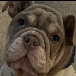 Bulldog Puppies from Flawless Bulldog