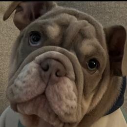 Bulldog Puppies from Flawless Bulldog