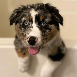 Australian Shepherds from Windy City Aussies