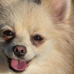 Lolita - Pomeranian