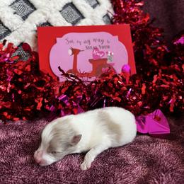 Girl 1 - Chocolate merle female Pomeranian puppy in Randleman, North Carolina from Luxurious Poms