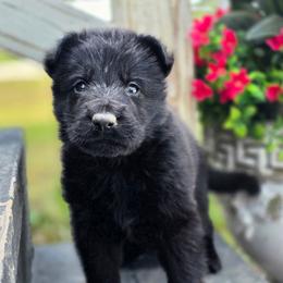 Red Girl - Amora - Black female German Shepherd puppy in Purdon, Texas from TEXAS DDR GSD