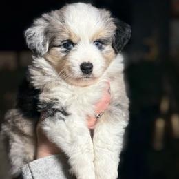 Denali - Blue merle male Miniature Australian Shepherd puppy in Spokane Valley, Washington from Northern Roots Aussies