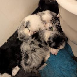 Australian Shepherd and Great Dane Puppies from AEW Farm