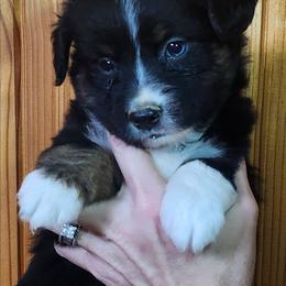 Girl 5, Izzy - Black tri female Miniature Australian Shepherd puppy in Hampton, Tennessee from TC Farms Stock Dogs - Miniature Australian Shepherds
